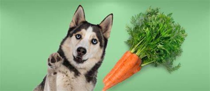 Are carrots healthy for dogs?