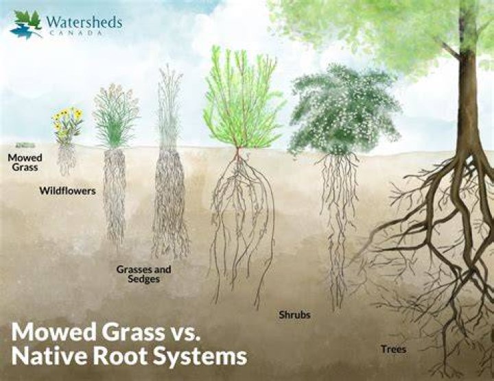 Are old roots good for soil?