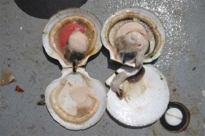 Are scallops both male and female?