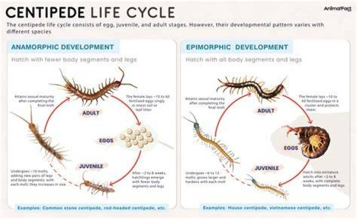 Can centipedes come back to life?