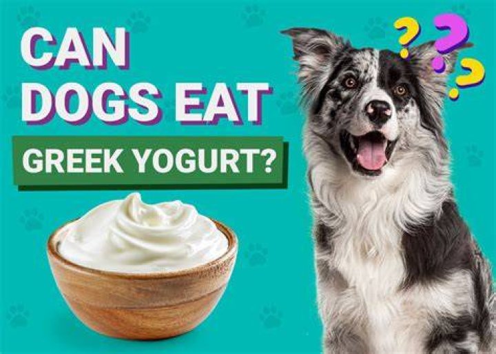 Can I give my dog plain Greek yogurt for diarrhea?