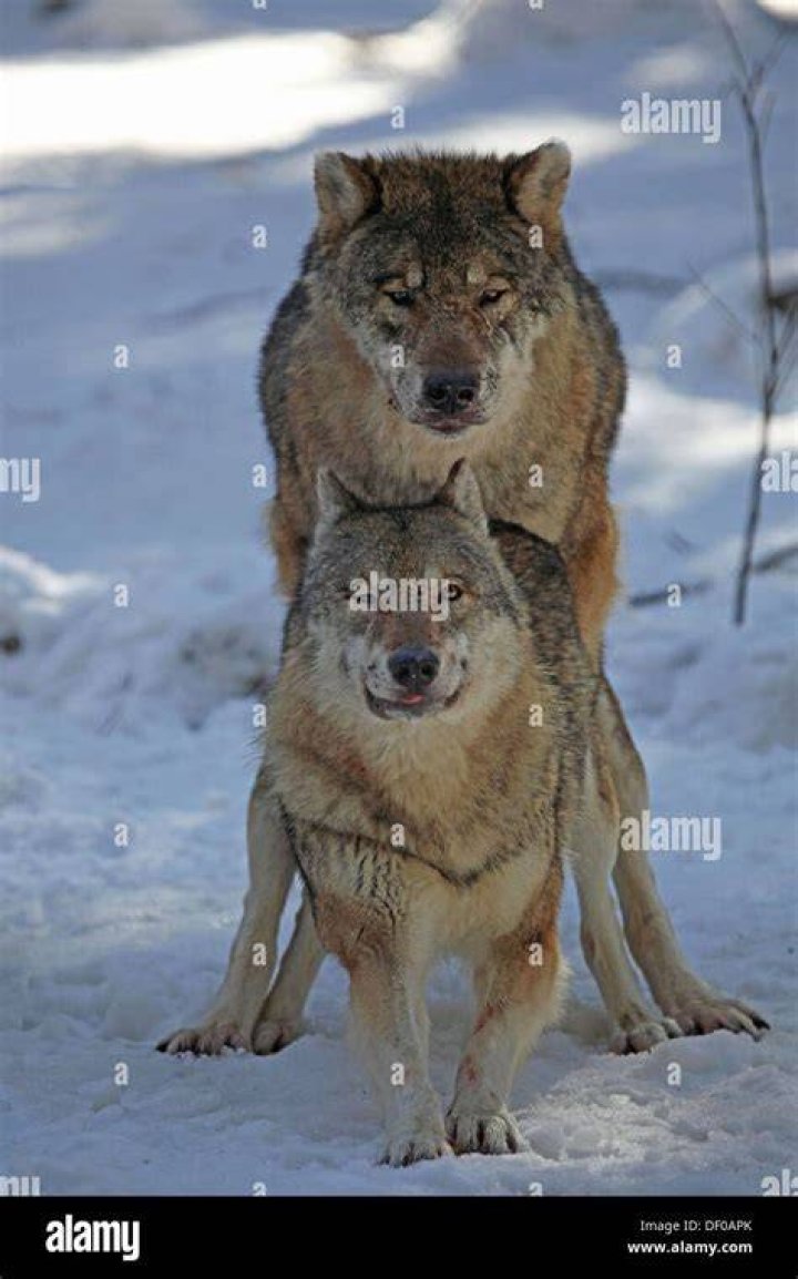 Can wolves mate with humans?