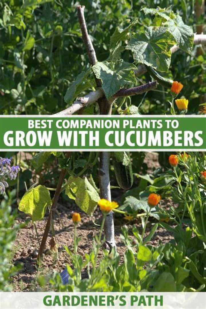 Can you plant cucumbers and zucchini next to each other?