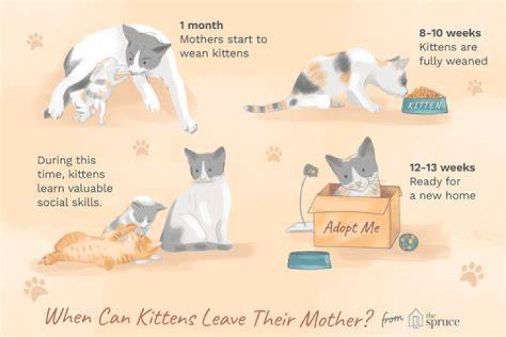 Do cats get sad when you take their kittens away?