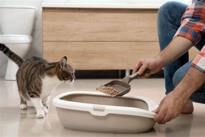 Do cats know when you clean their litter box?