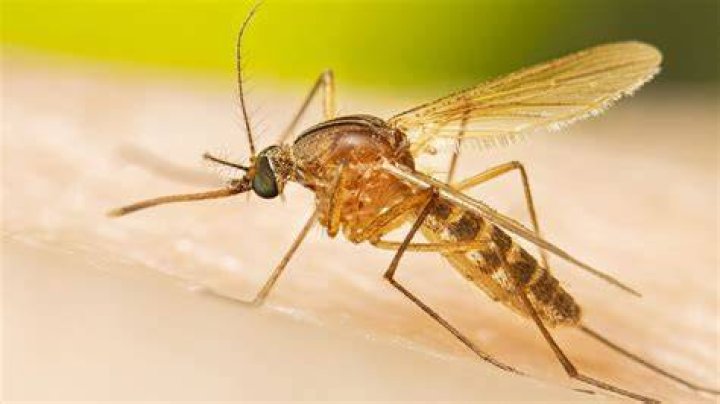 Do mosquitoes prefer redheads?