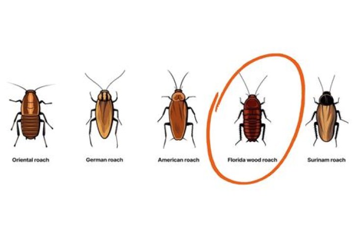 Does wood attract roaches?