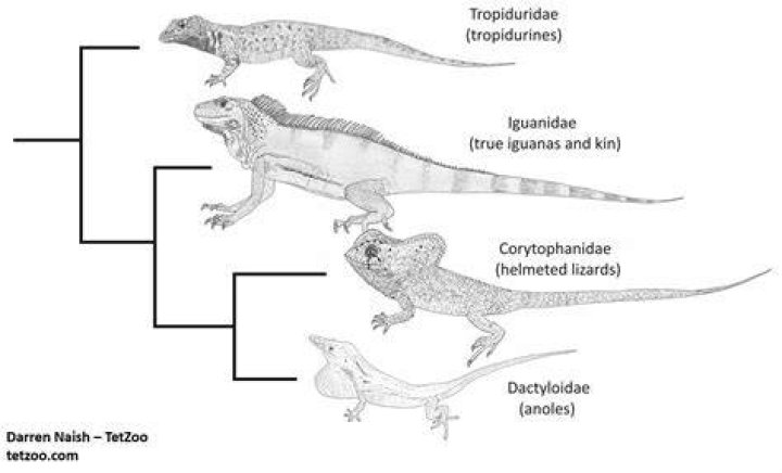 How are basilisks born?