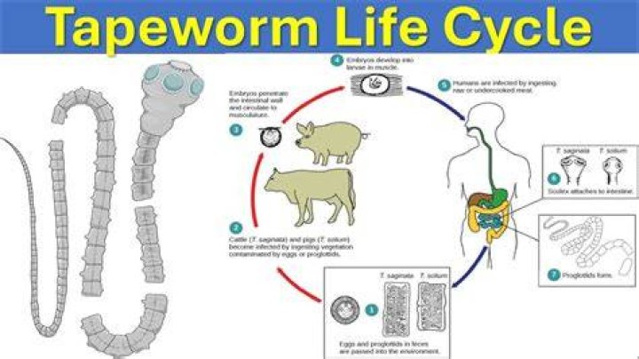 How big is a tapeworm?