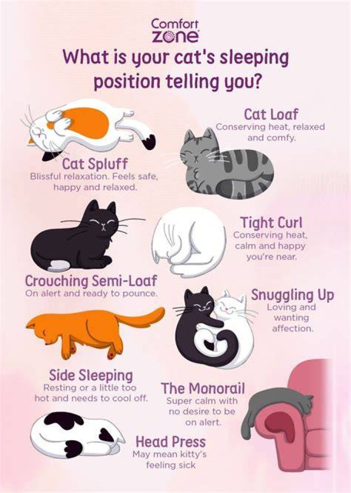 How do I know my cat is loyal to me?
