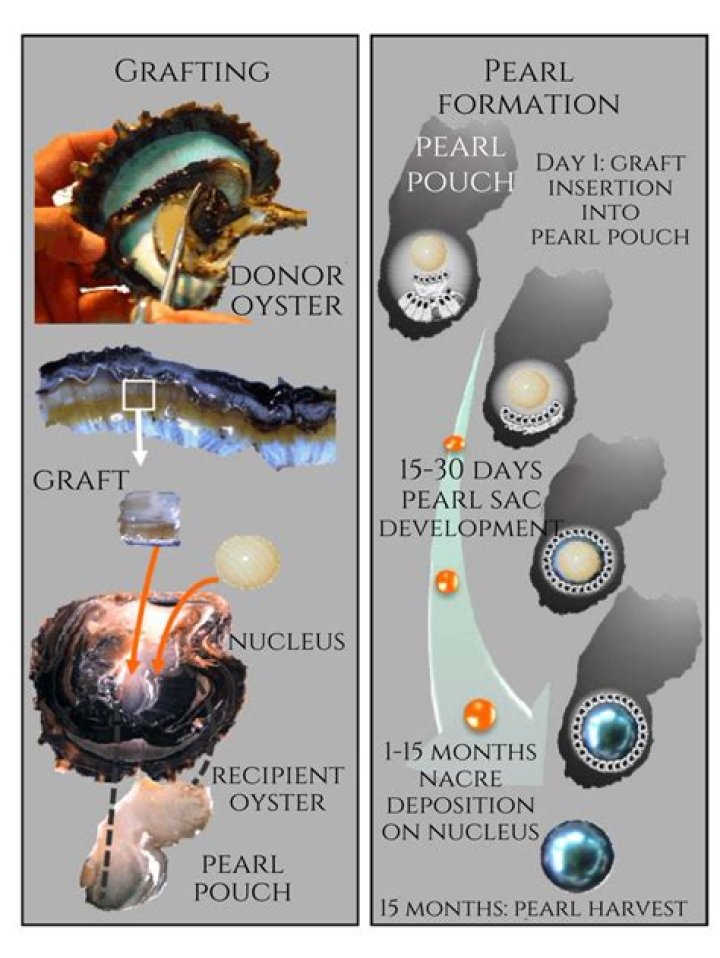 How do oysters make pearls?