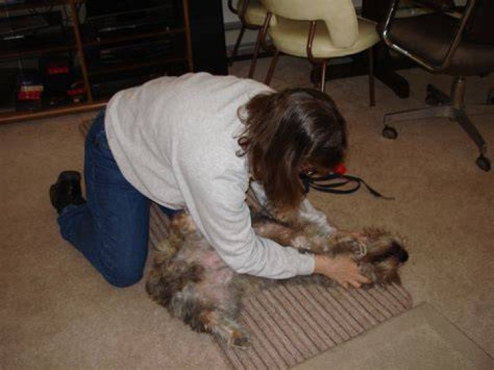 How do you alpha roll a dog?