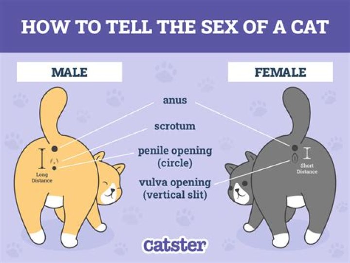 How do you tell if it's a real smile?