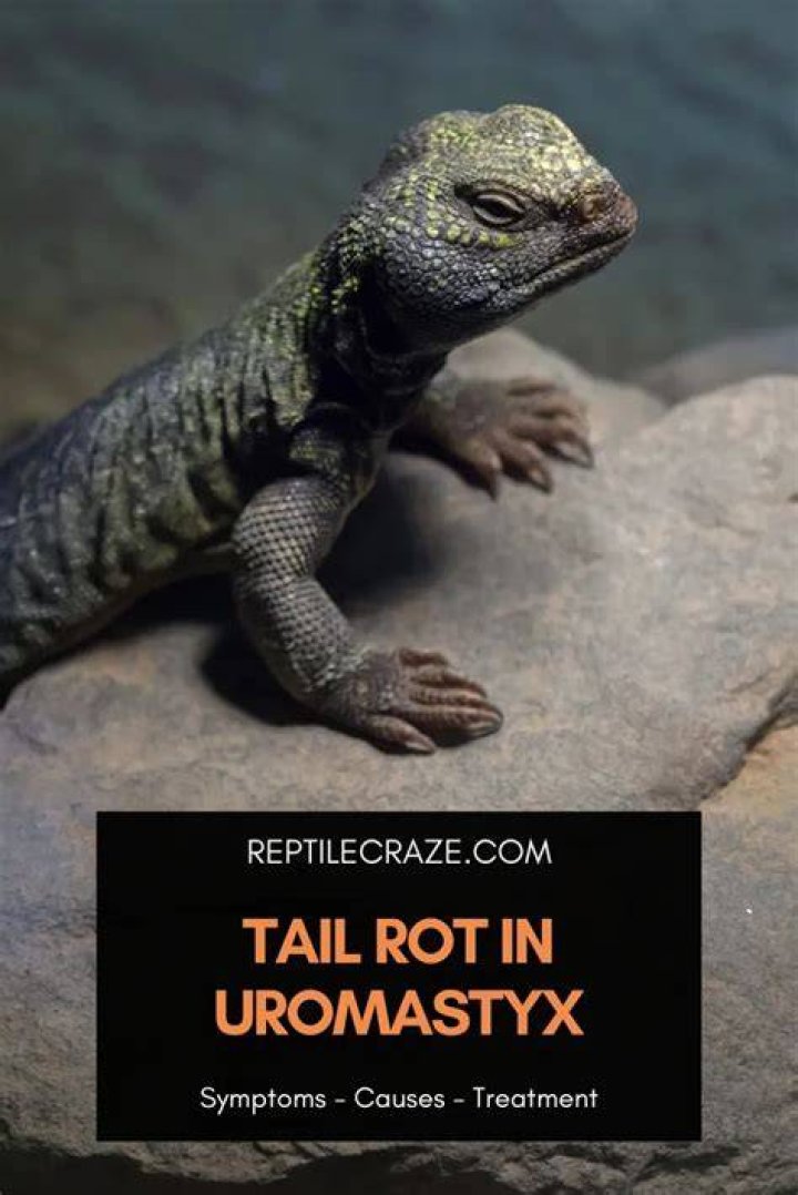 How do you treat tail rot in lizards?