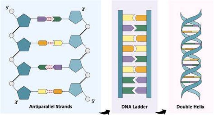 How far would your DNA go if you laid it out end to end?