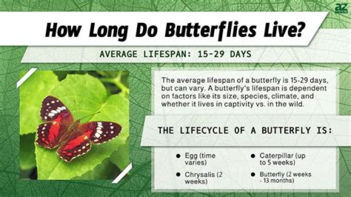 How long are butterflies pregnant for?