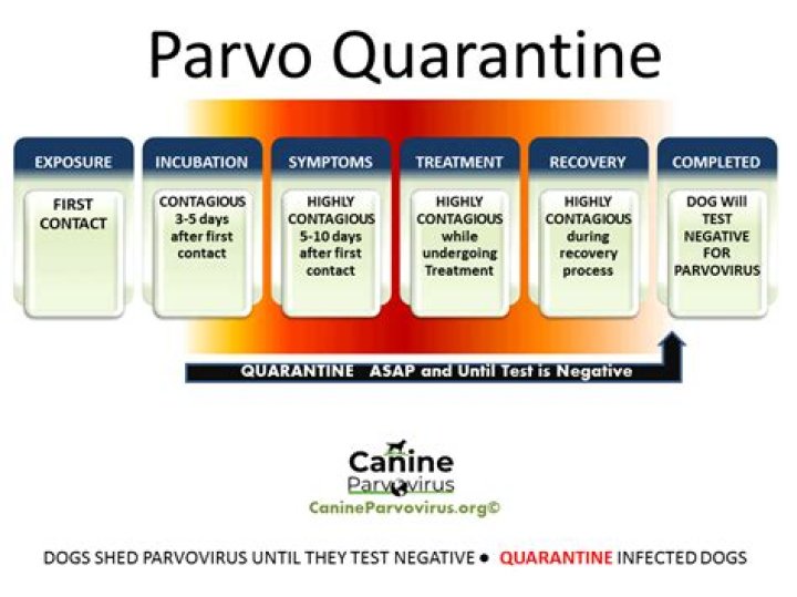 How long is parvo contagious?