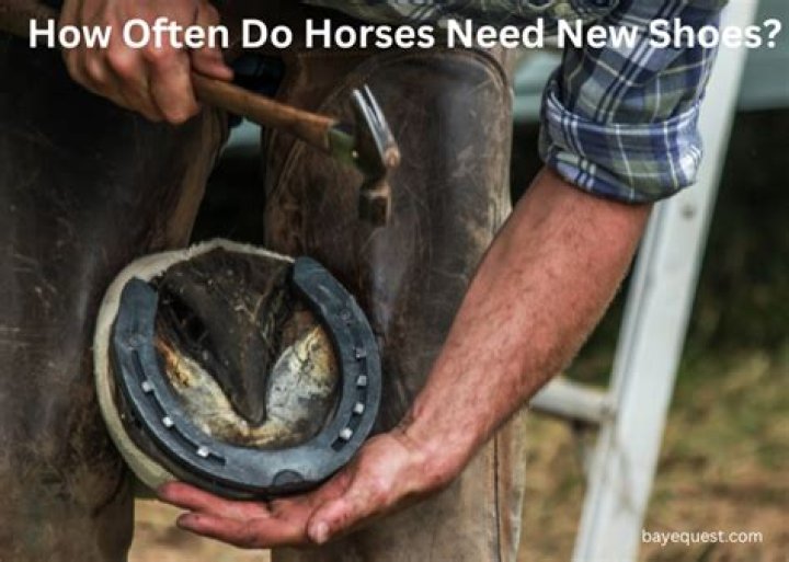 How often do horses need shoeing?