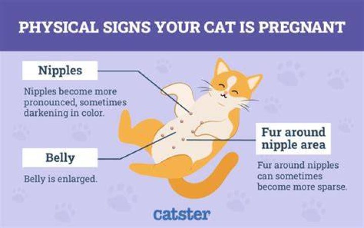 Is my cat getting fat or pregnant?