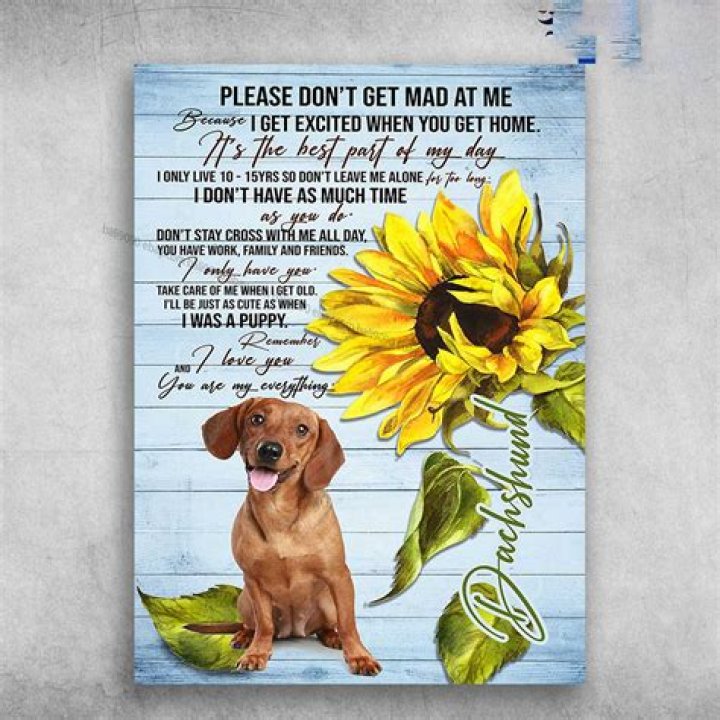 Is my dog mad at me for getting another dog?