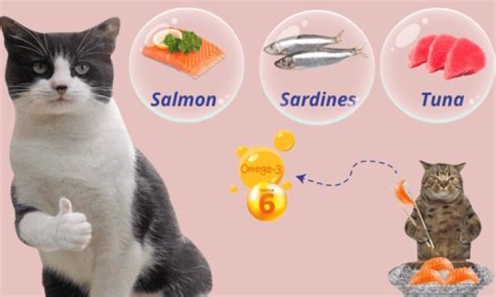 Is tuna fish good for cats?