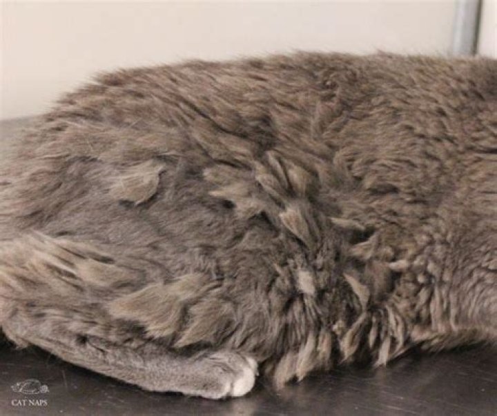 Should you cut your cats fur?