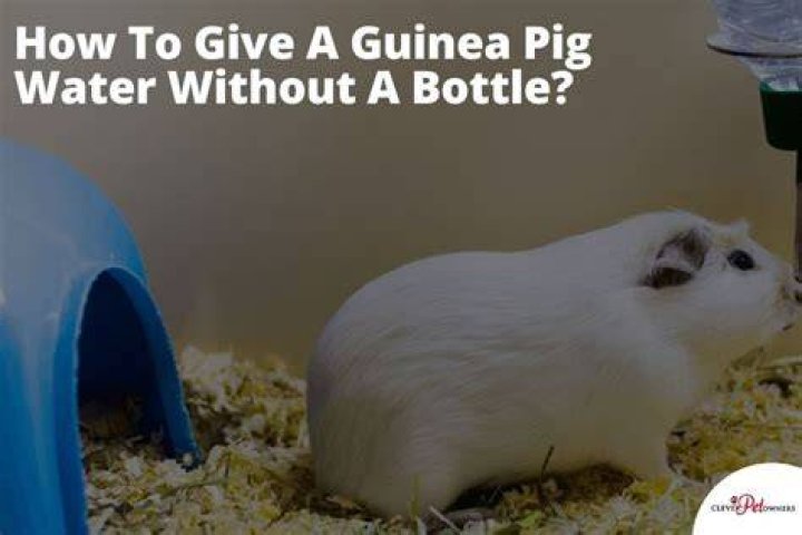 What's the best way to give guinea pigs water?