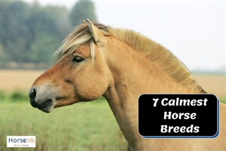 What's the calmest horse breed?