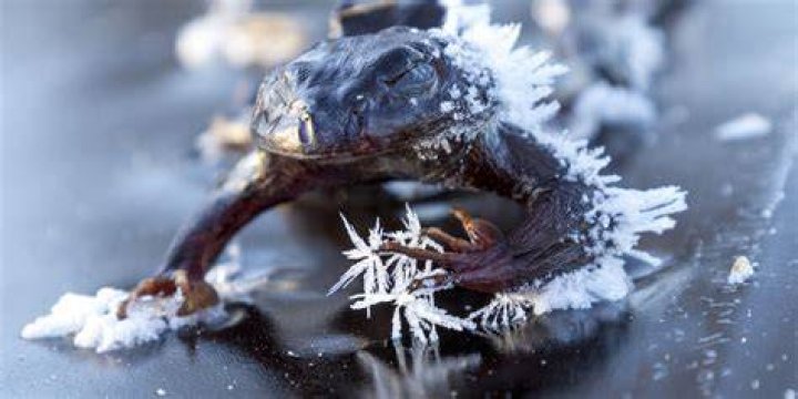 What animal can freeze without dying?