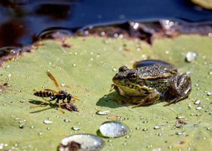 What Animals eat wasps?