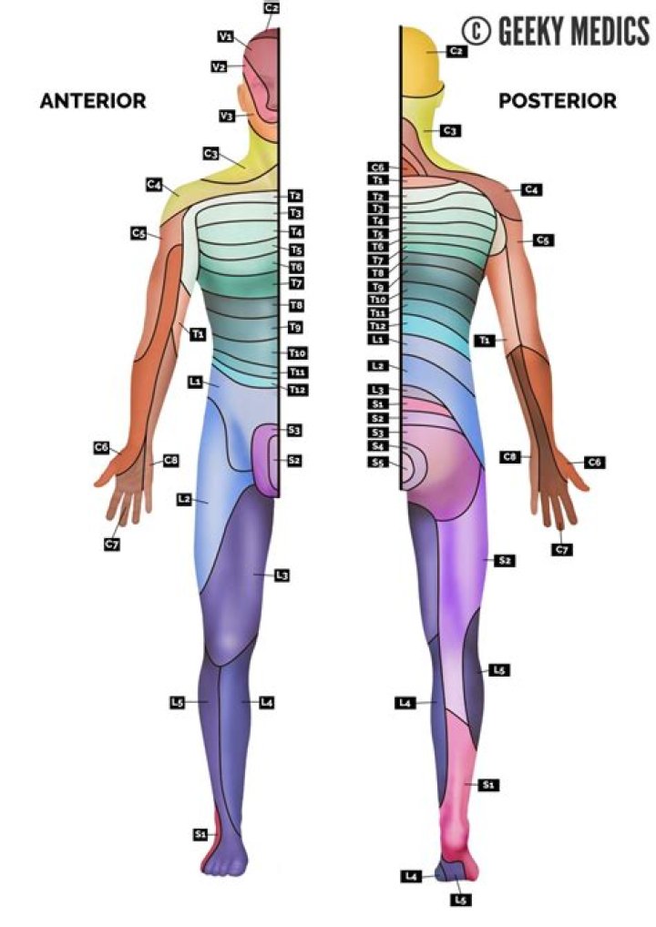 What are the symptoms of L2 L3 nerve damage?