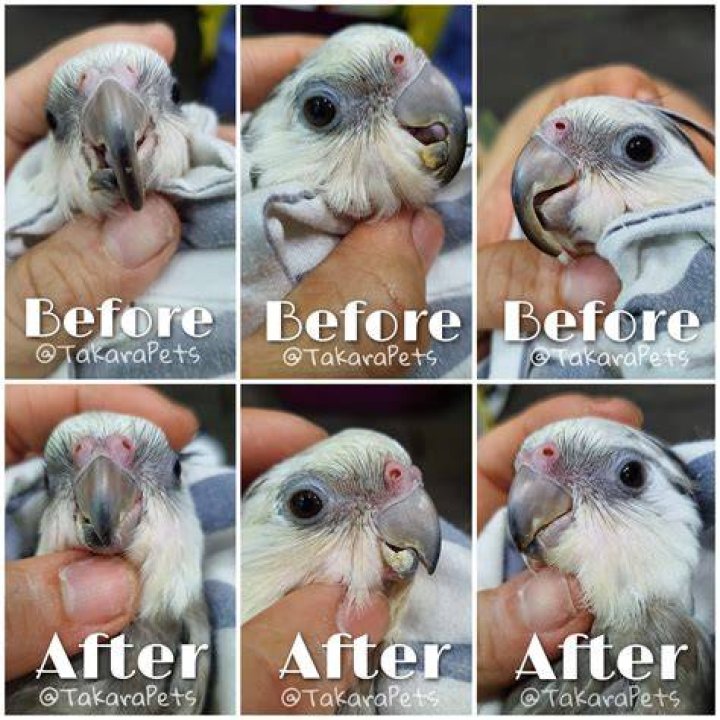 What does it mean when a cockatiel clicks its beak?