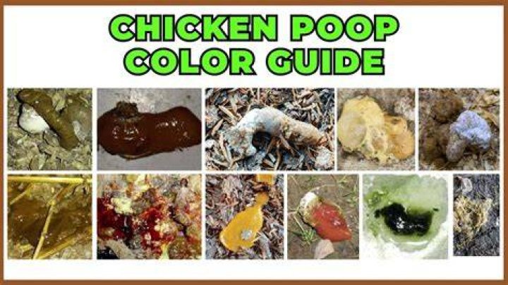 What gets rid of the smell of chicken poop?