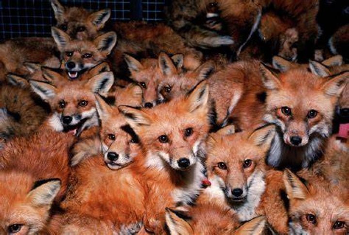 What is a bunch of foxes called?