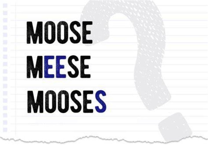 What is a Meese?
