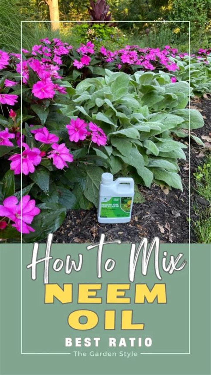 What is ratio mix neem oil to water?