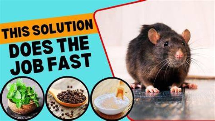 What is the best homemade rat bait?