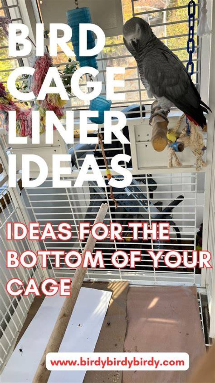 What is the best thing to put on the bottom of a bird cage?