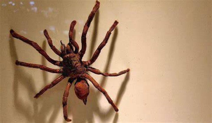 What is the biggest spider ever to live?