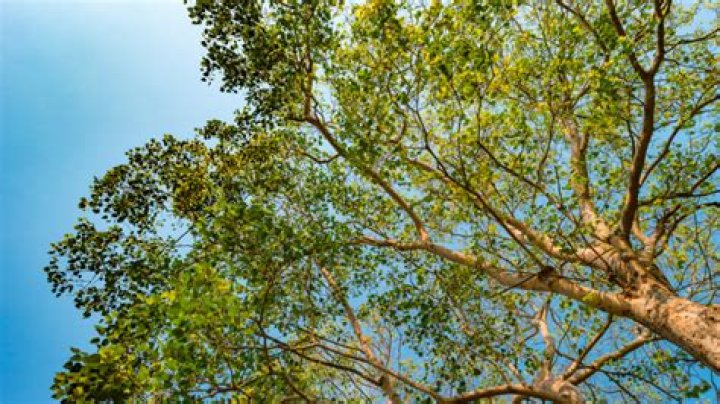 What is the closest a tree should be to a house?