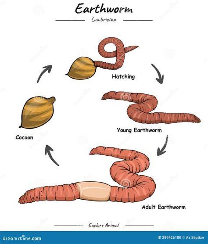 What is the lifespan of an earthworm?