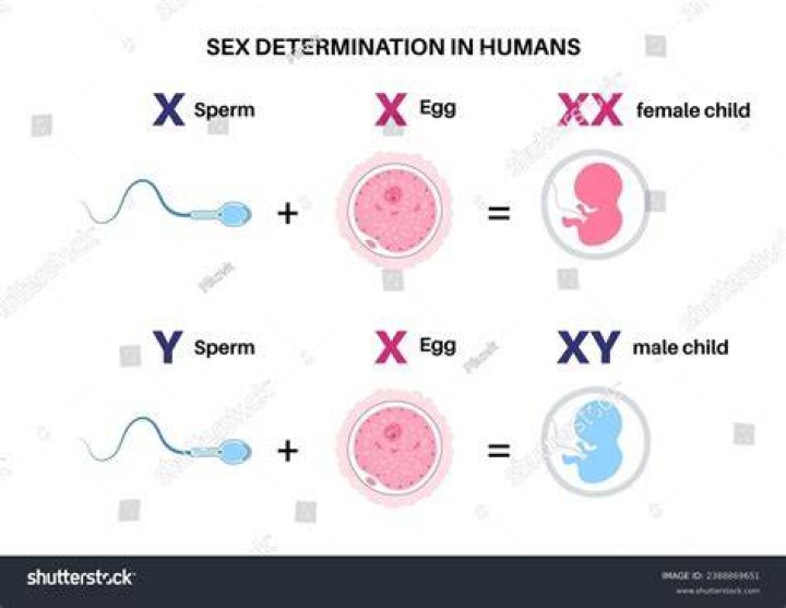 What is the split of male to female sperm?