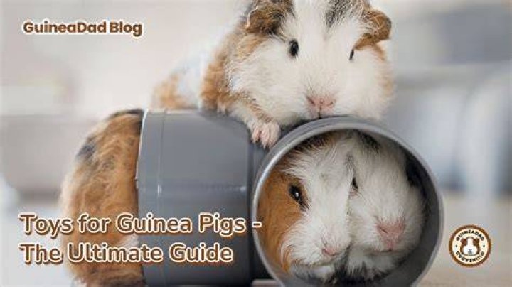 What kind of toys do guinea pigs like to play with?