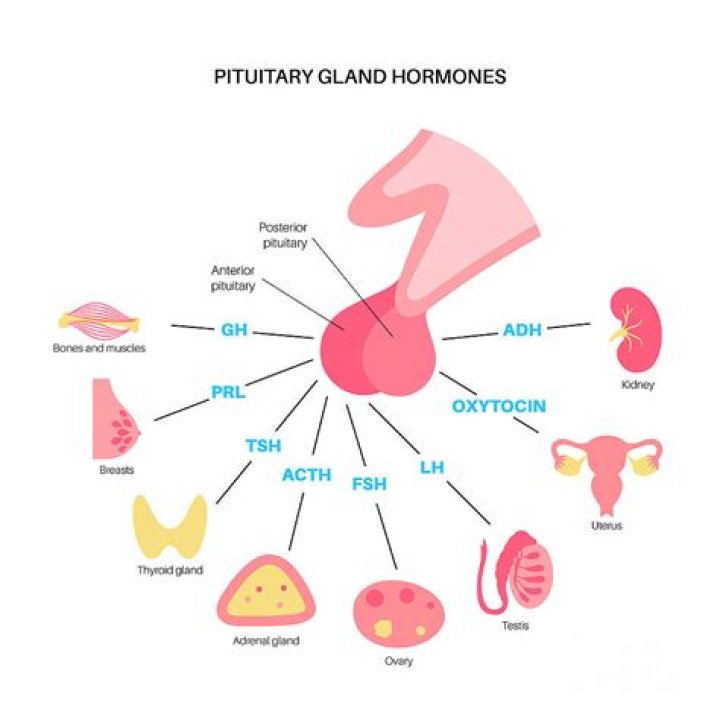 Which hormone is secreted by pituitary gland?