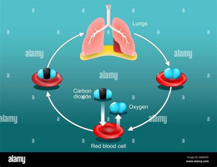 Which vitamin carries oxygen from the lungs to the rest of the body?
