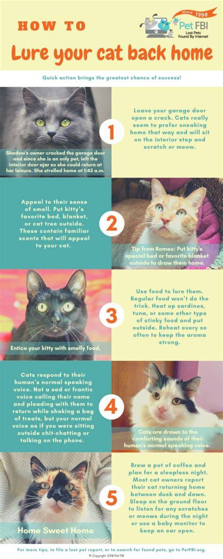 Will an indoor cat come back home?